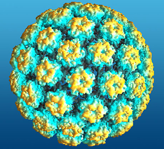 HPV_small