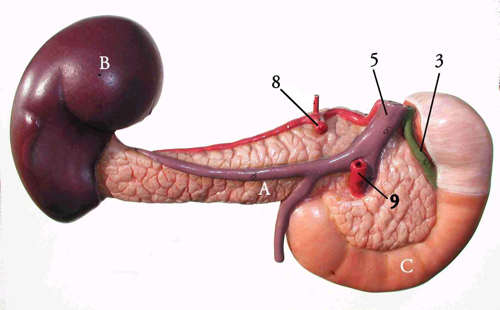a hasnyálmirigy (pancreas)  és a környezős szervek