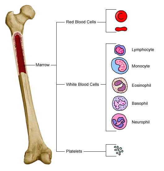 A csontvelő sejtjei